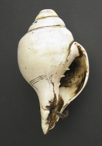 Asian Tribal Art - Conch shell trumpet, Himalayas