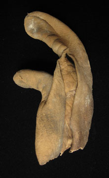 Arrow chest, Japan, archery glove back
