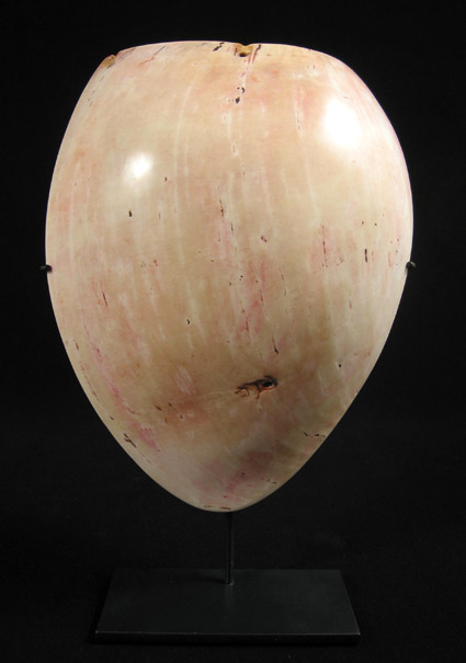 Oceanic Art - Bailer shell pectoral, Highlands, Papua New Guinea